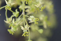 Ailanthus excelsa